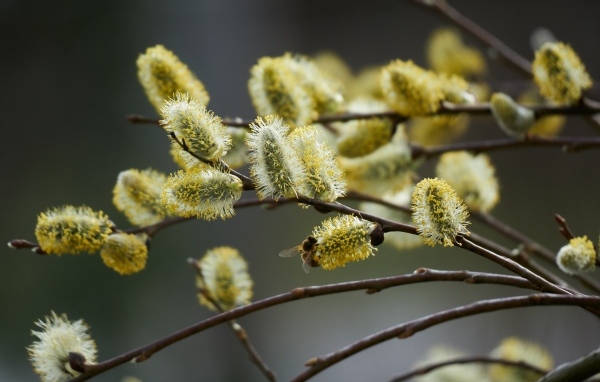 Красивые молодые ветки вербы весной