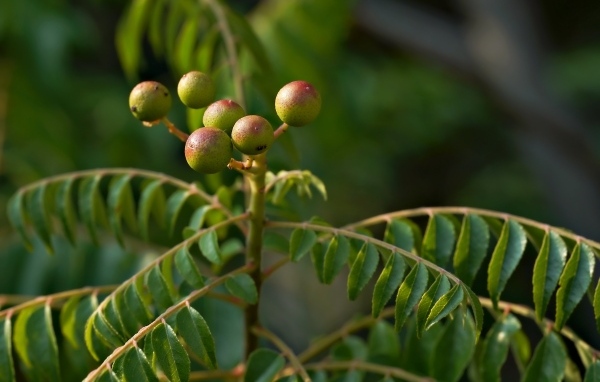Ягода на ветке дерева с зелеными листьями