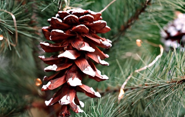 Большая коричневая шишка на еловой ветке