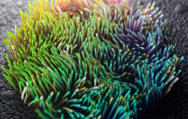 Разноцветные морские водоросли на дне