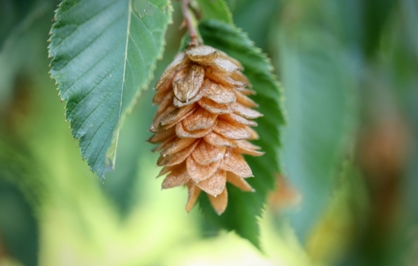 Шишка на ветке крупным планом