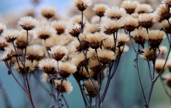 Сухоцвет крупным планом на поле