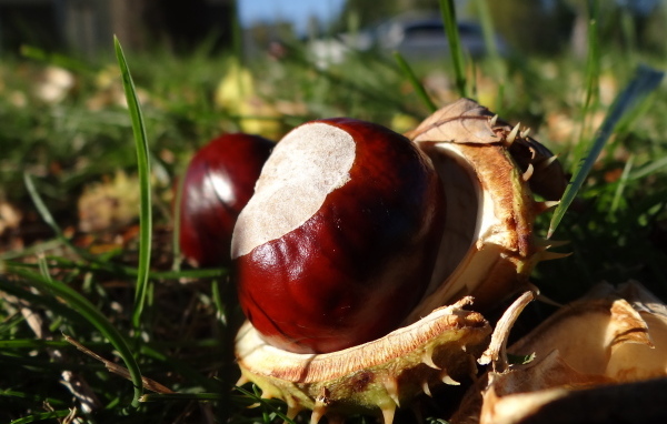 Опавшие каштаны лежат на траве