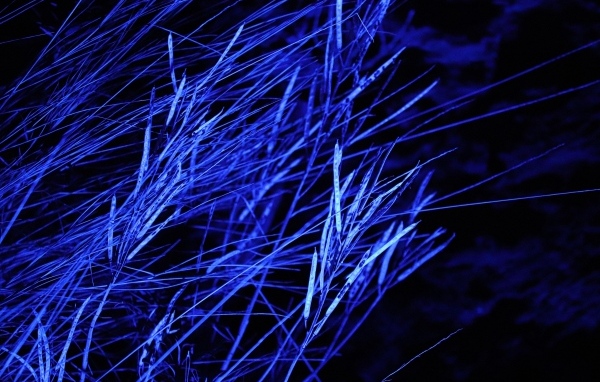 Трава в синем свете ночью 