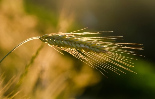 Зеленый колос пшеницы в лучах солнца