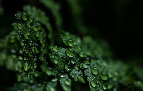 Зеленые листья папоротника в каплях росы крупным планом