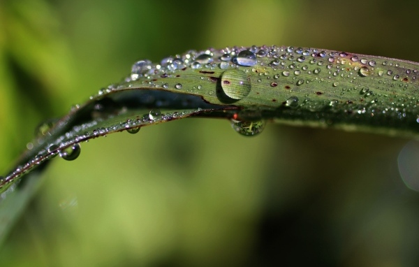 Зеленая трава в каплях дождя