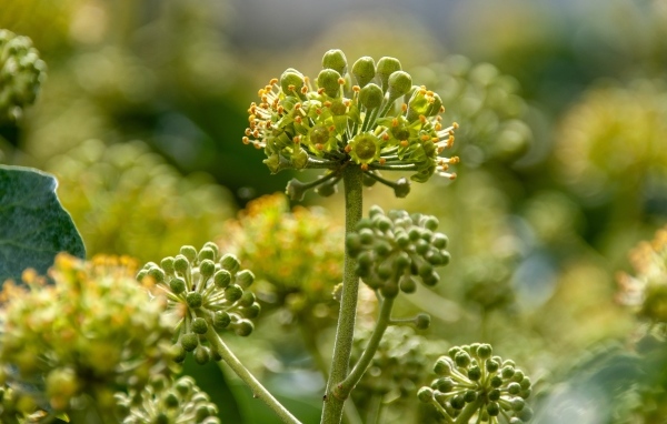 Зеленое растение борщевик