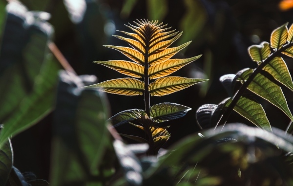 Зеленые листья в лучах солнца 