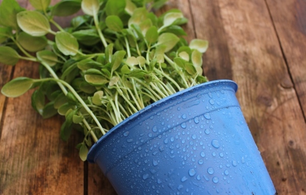 Зеленое растение в голубом горшке