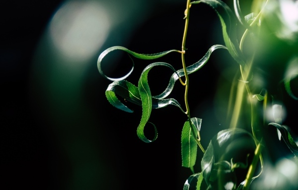 Зеленые листья вербы на тонких ветках