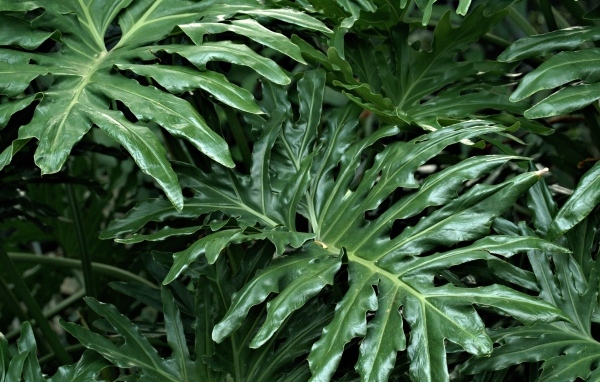 Большие зеленые листья растения филодендрон