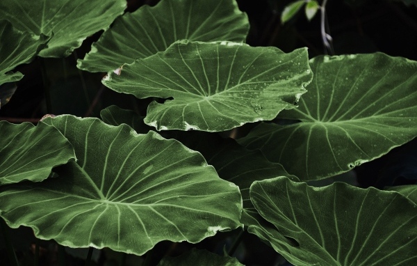 Большие зеленые листья растения крупным планом