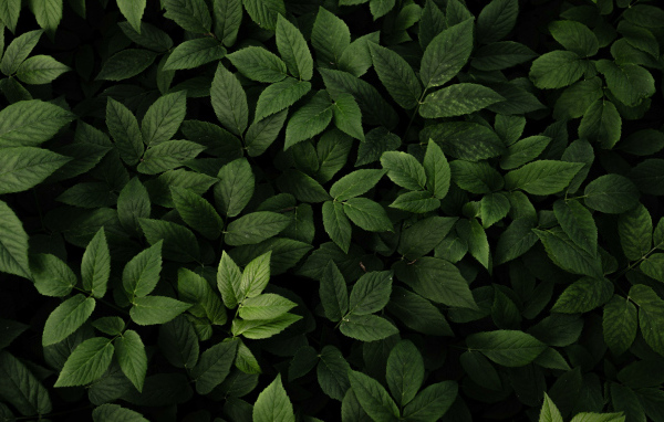 Много зеленых листьев крупным планом