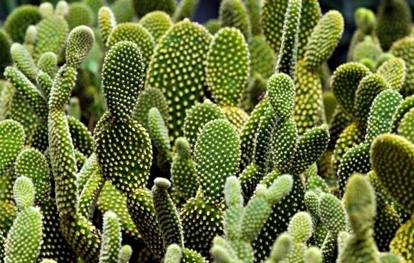 Много колючих тропических кактусов