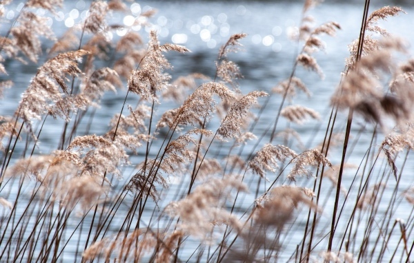 Пампасная трава растет у воды