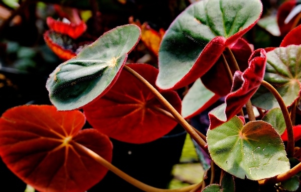 Красные листья бегонии крупным планом