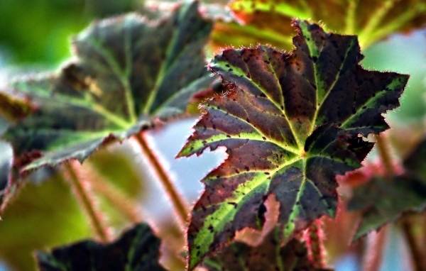 Красные листья комнатного цветка бегонии