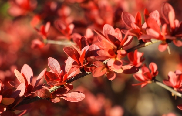 Мелкие красные листья на ветке крупным планом