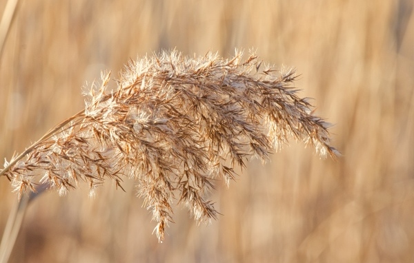 Колос растения в лучах солнца