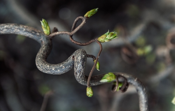 Спиральная ветка дерева с зелеными ростками
