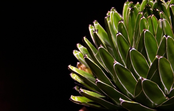 Сочный зеленый кактус на черном фоне