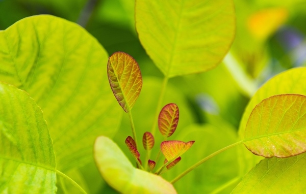 Нежные молодые зеленые листья