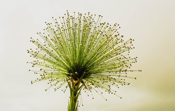 Необычное зеленое растение 