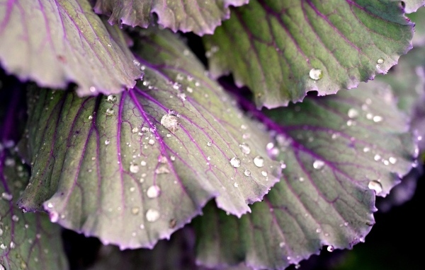 Капли воды на листьях капусты