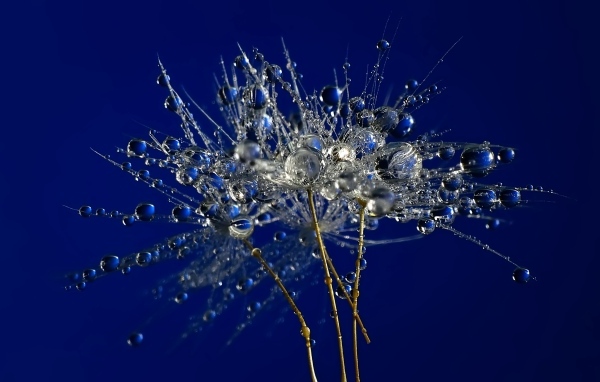 Мокрые остатки одуванчика на синем фоне