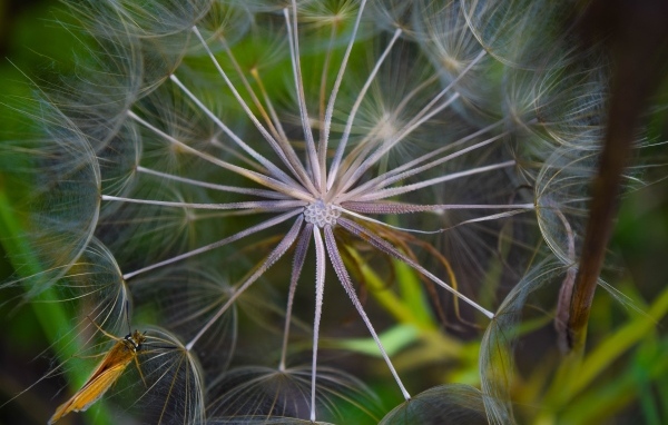 Белый одуванчик с насекомым