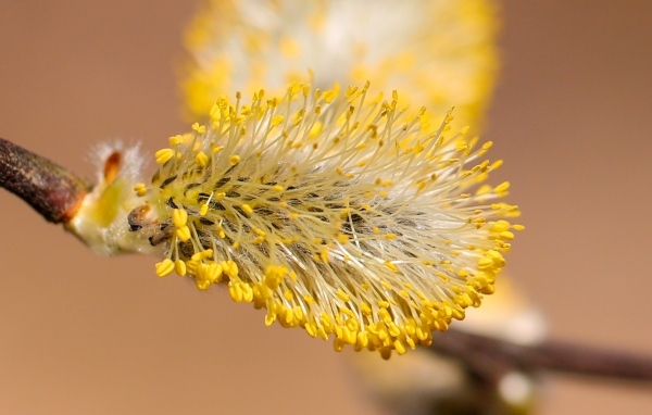 Распускается ива на дереве весной