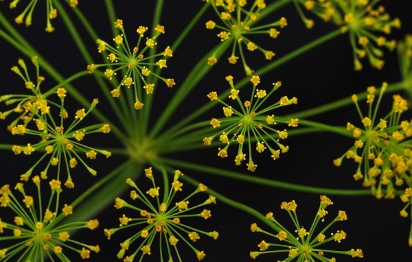 Желтый зонтик укропа крупным планом