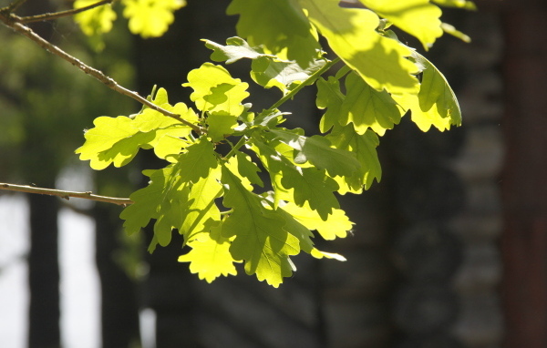 Молодые зеленые листья дуба в лучах солнца