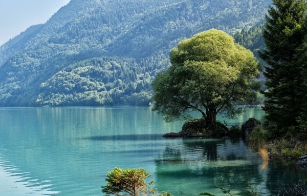 Большое дерево на берегу горного озера