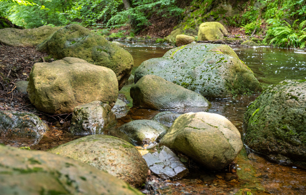 Большие мокрые камни лежат в лесной реке