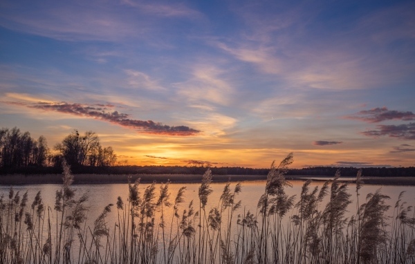 Камыши на берегу озера на рассвете