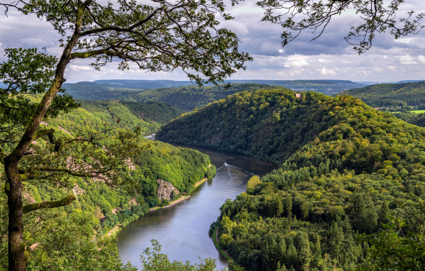 Река в густых зеленых зарослях деревьев
