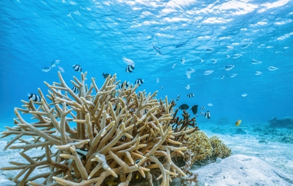 Кораллы под водой в море
