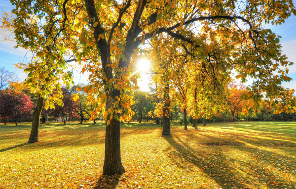Солнце освещает деревья в осеннем парке
