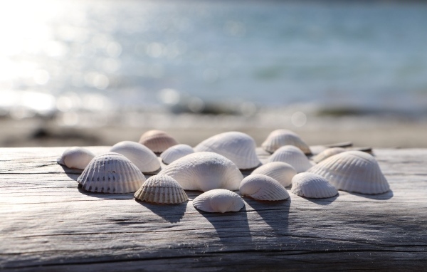 Белые ракушки на лавке у моря