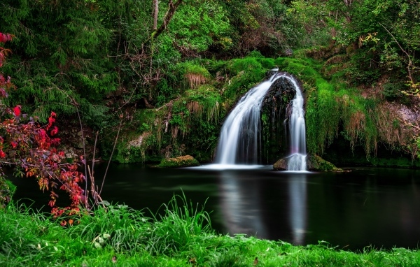 Зеленая растительность у водопада в лесу