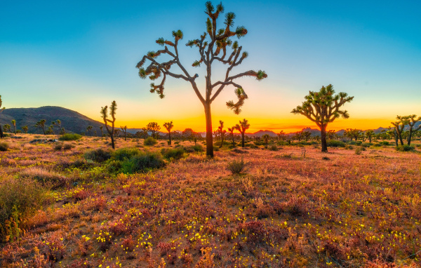 Закат солнца в национальном парке Джошуа-Три, США