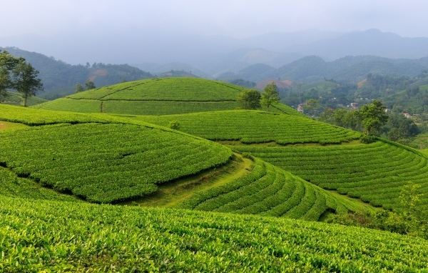 Зеленые чайные плантации, Вьетнам