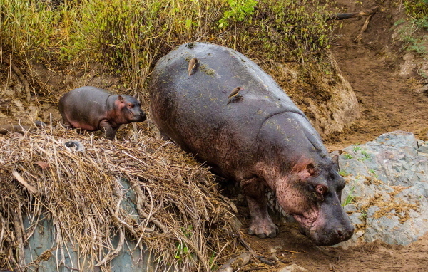 Гиппопотам с детенышем в зоопарке