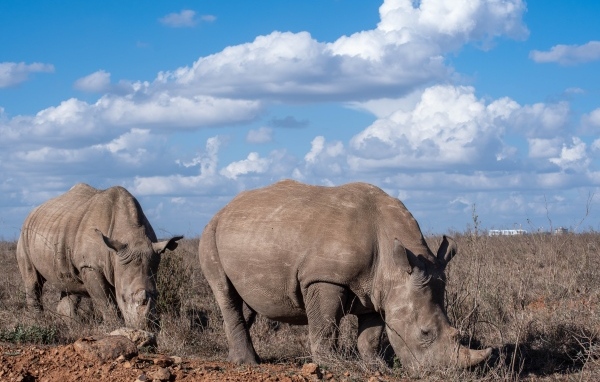 Два носорога на фоне неба с белыми облаками