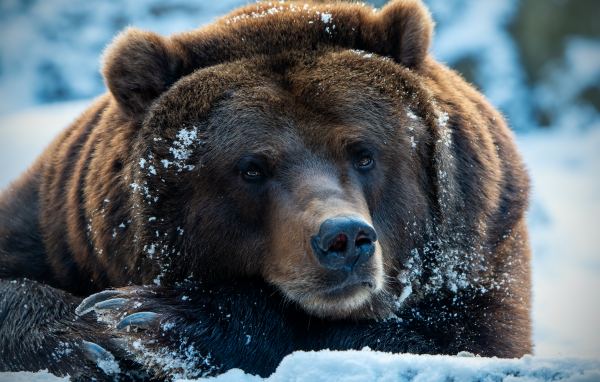 Большой хищный бурый медведь лежит на снегу