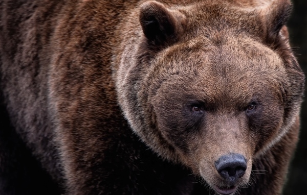 Большой бурый медведь крупным планом