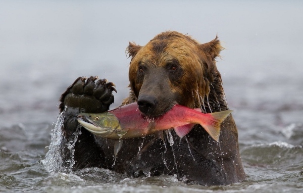Большой бурый медведь ловит рыбу в реке