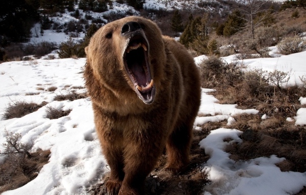 Свирепый бурый медведь с острыми клыками